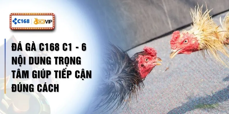 Đá Gà C168 C1 - 6 Nội Dung Trọng Tâm Giúp Tiếp Cận Đúng Cách